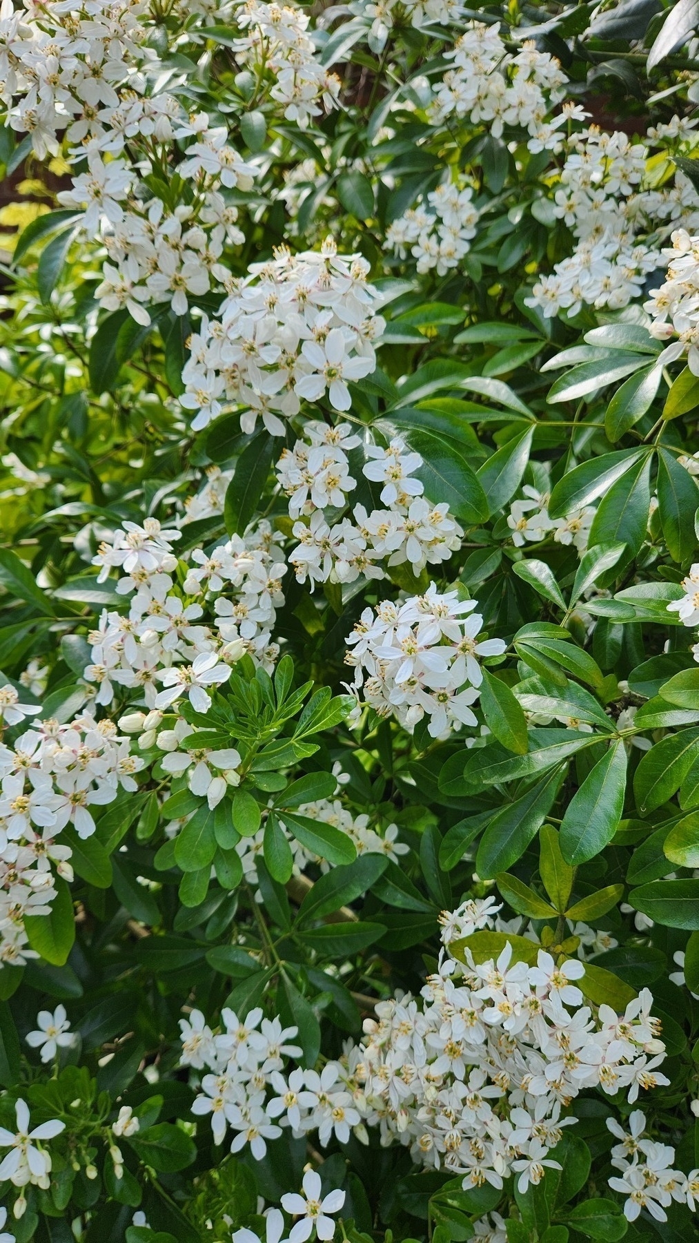 Lush clusters of delicate white flowers bloom amidst vibrant green foliage.