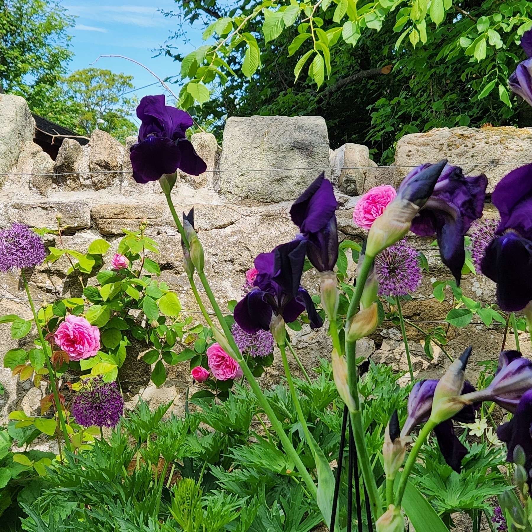 Vibrant purple irises and pink flowers bloom in a lush garden, set against a stone wall under a clear blue sky.